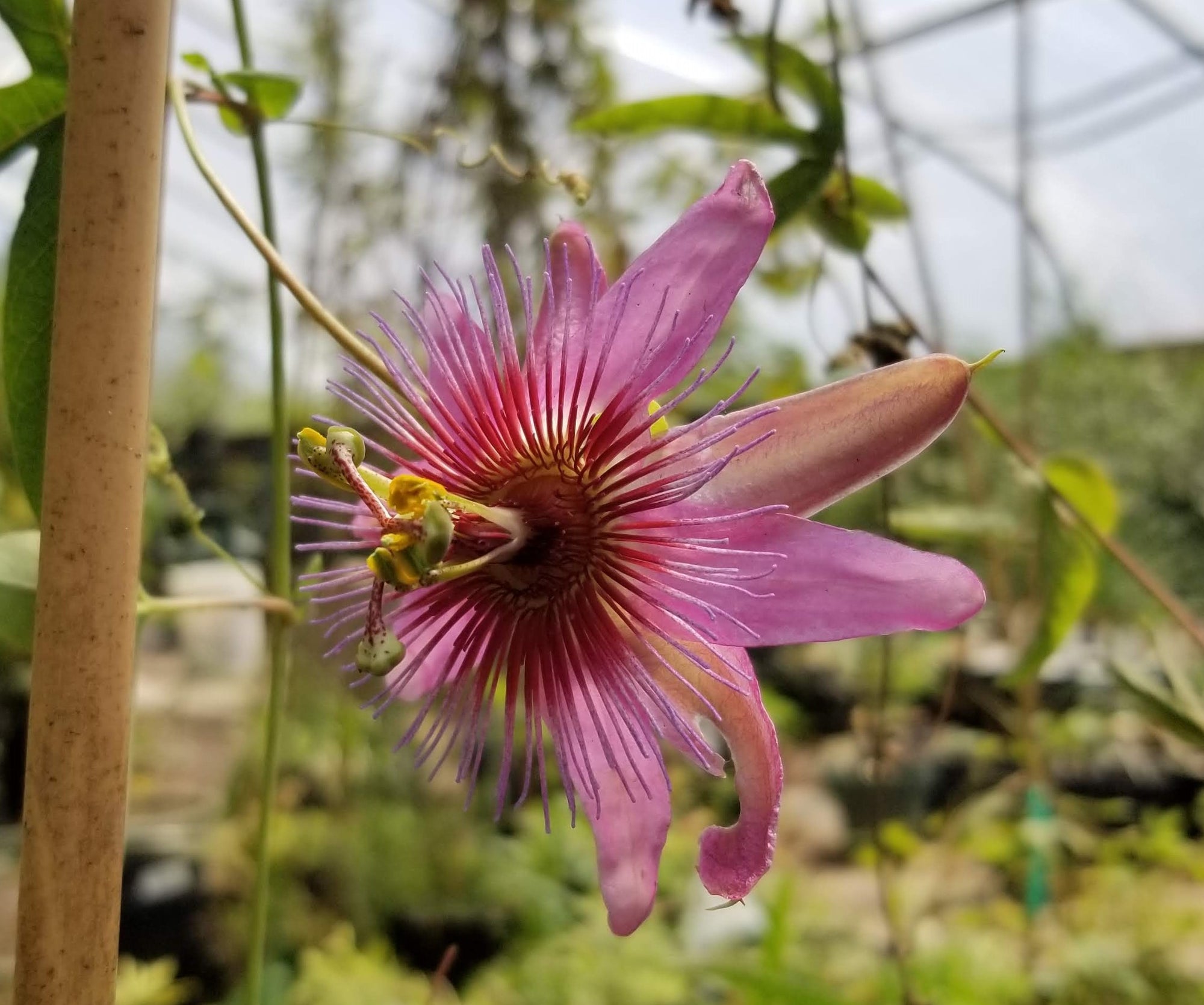 Passiflora 'Miri' 4" pot