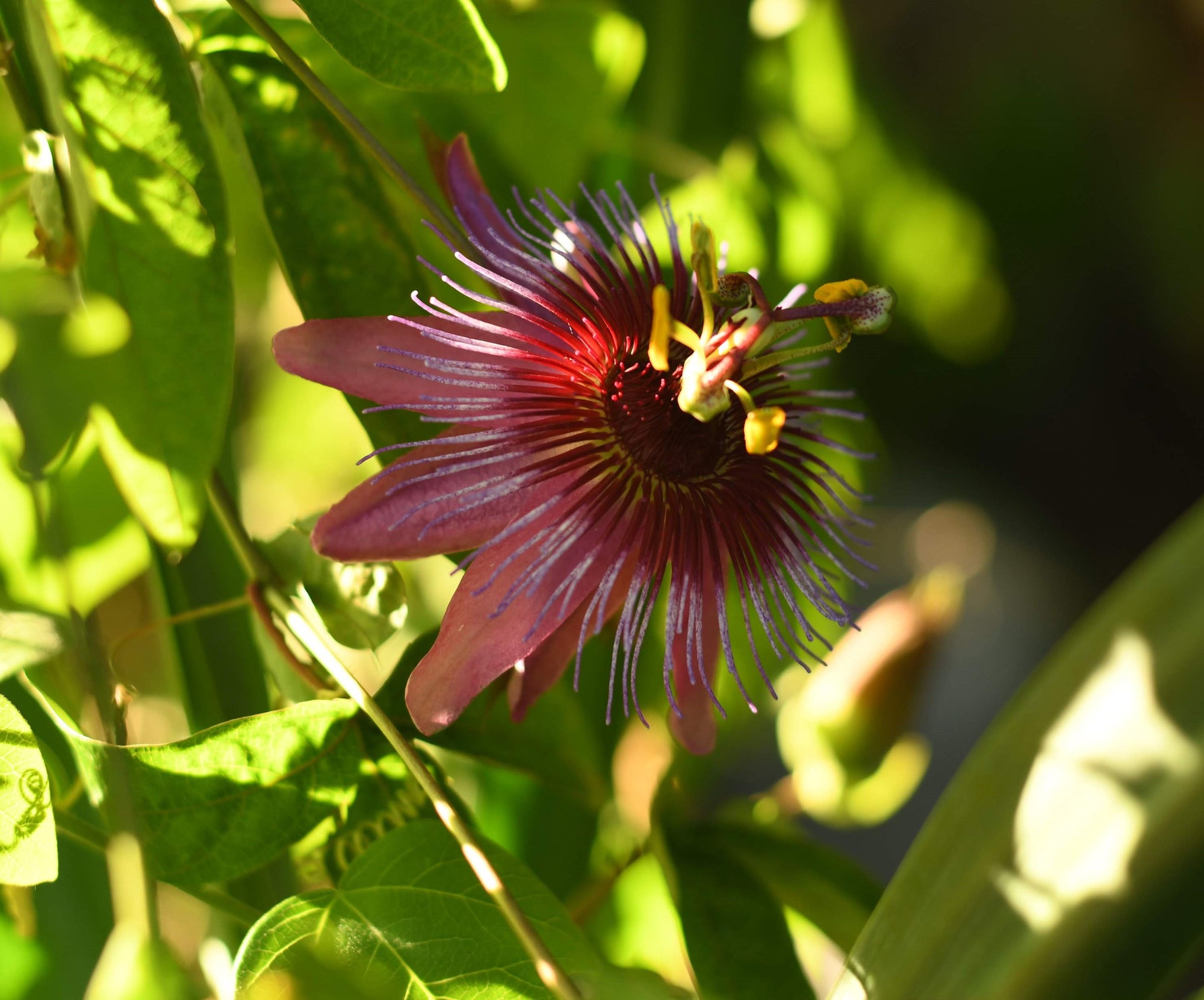 Passiflora 'Miri' 4" pot