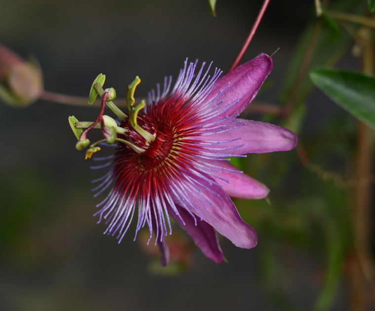 Passiflora 'Miri' 4" pot