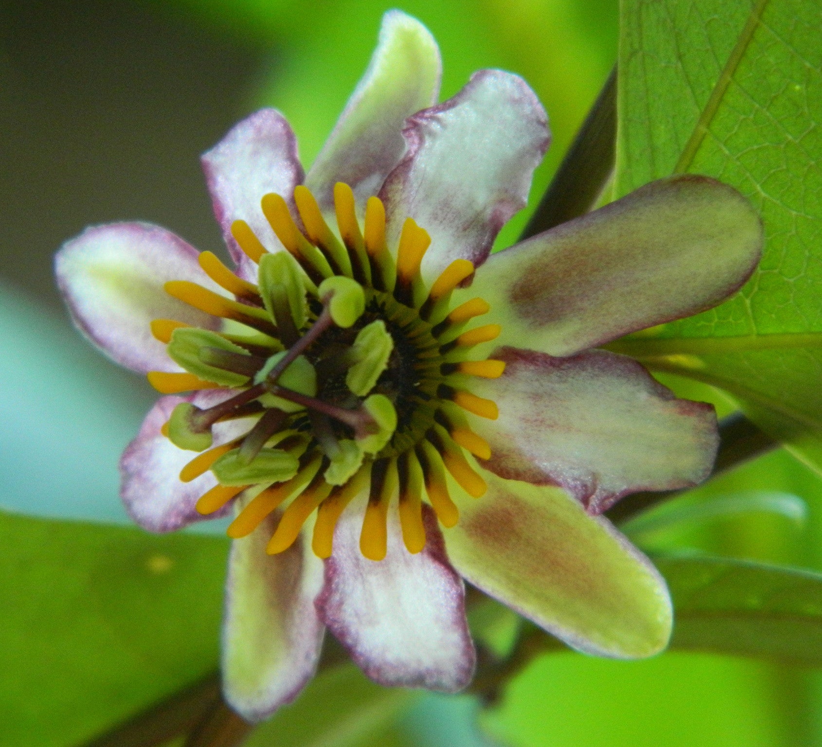 Passiflora candollei 4" pot