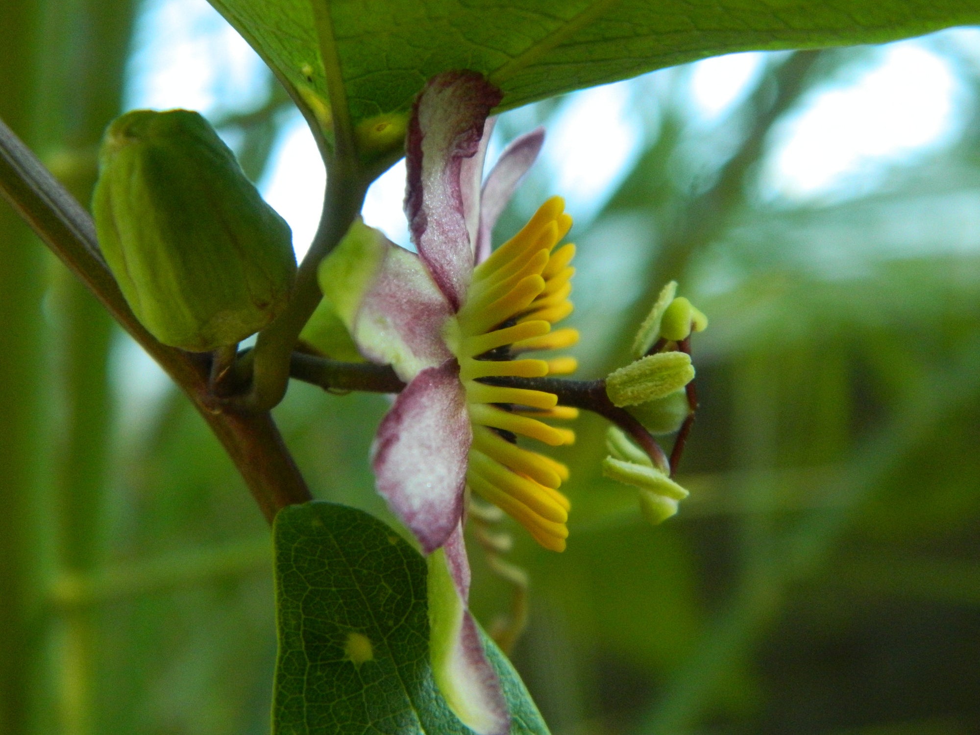 Passiflora candollei 4" pot