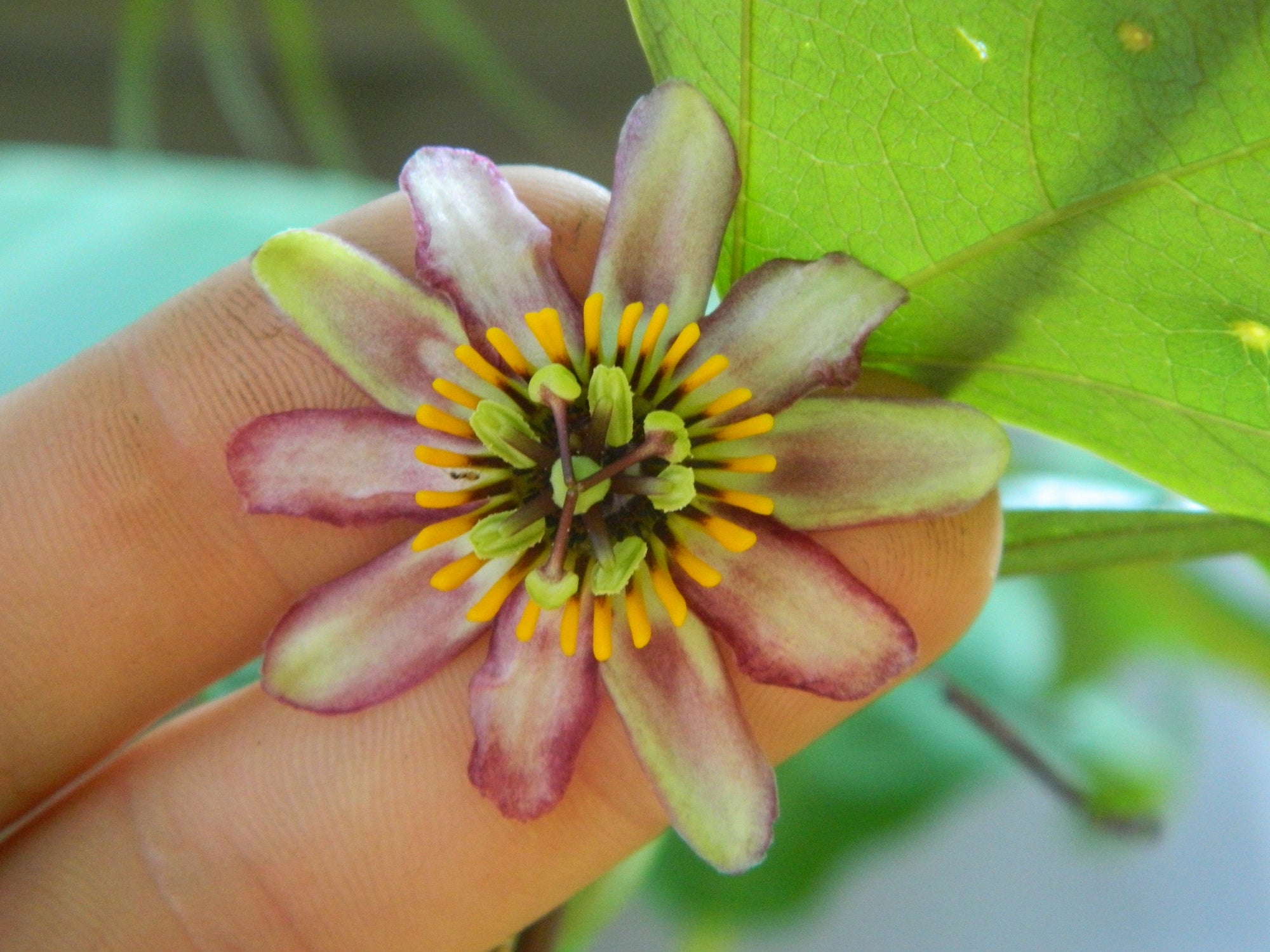 Passiflora candollei 4" pot