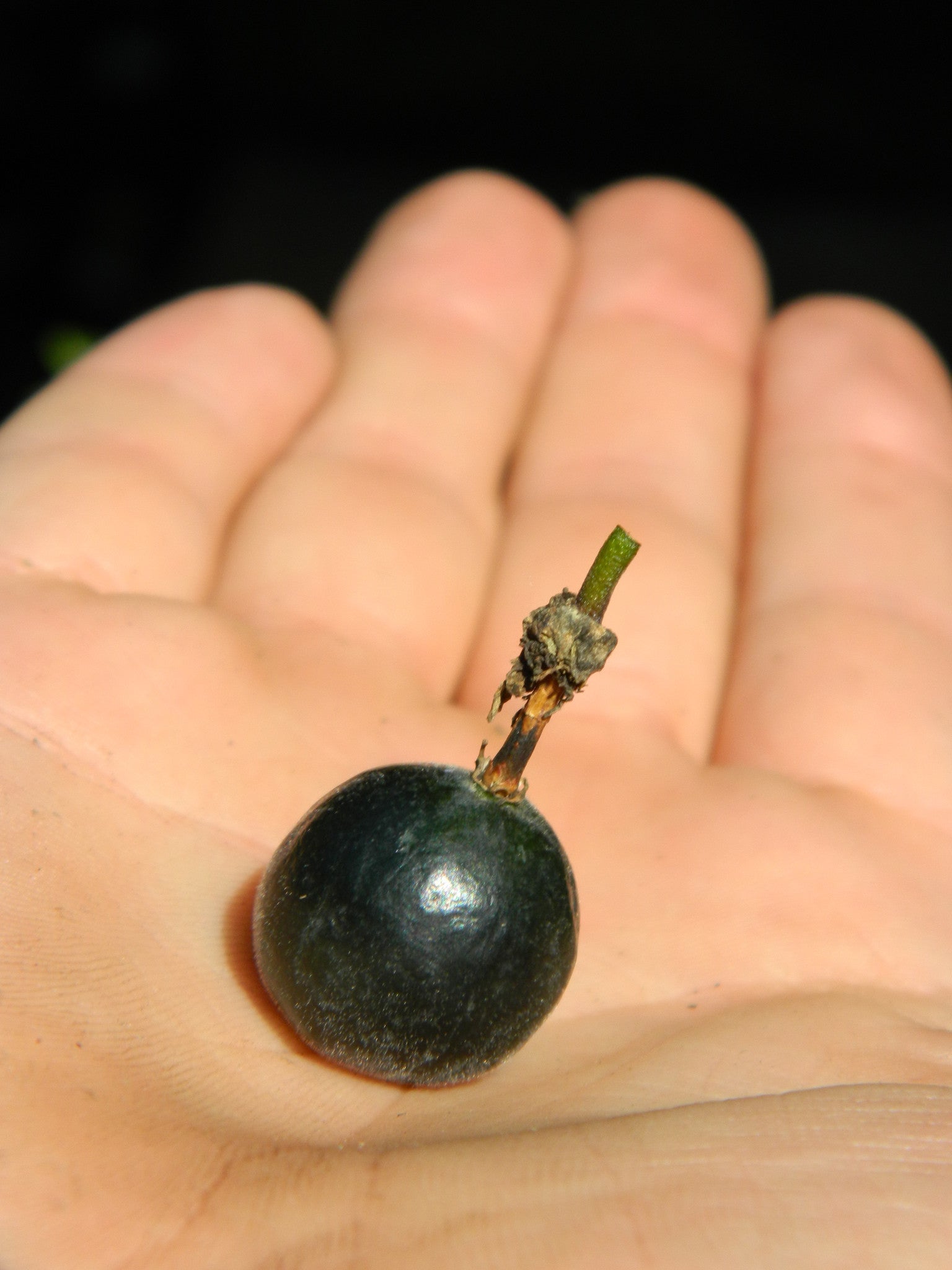 Passiflora candollei 4" pot