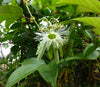 Passiflora macropoda 4" pot