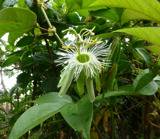 Passiflora macropoda 4" pot