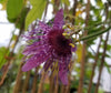 Passiflora menispermifolia 4" pot