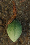 Passiflora quadriglandulosa 4" pot