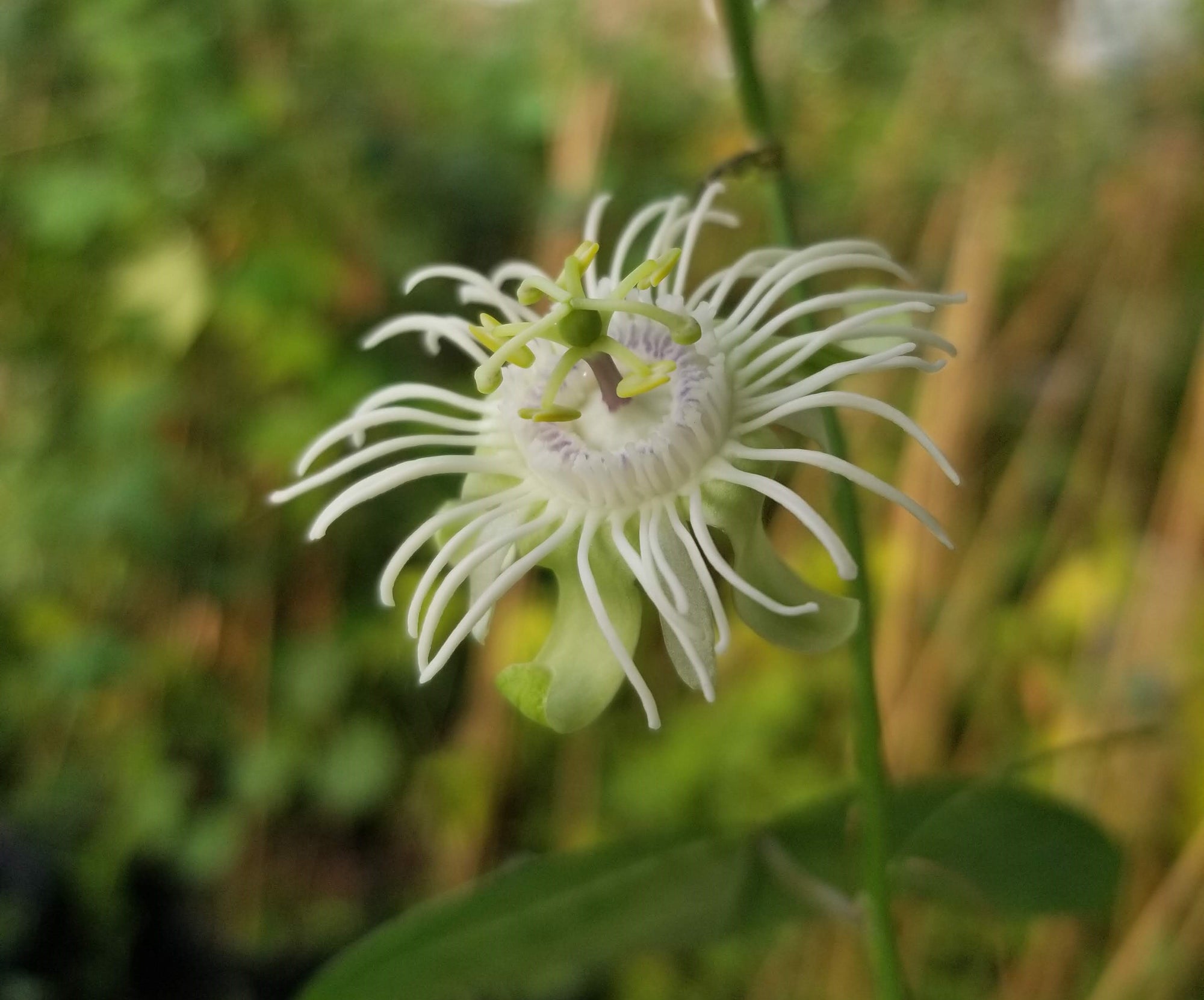 Passiflora saxicola (formerly sold as P. misera) 4" pot
