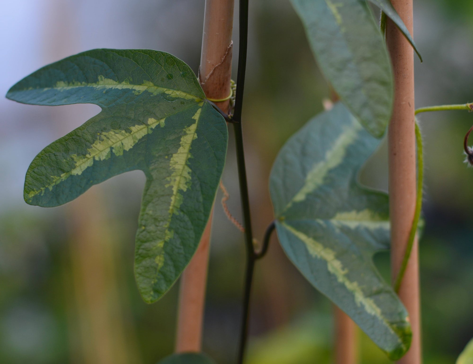 Passiflora tricuspis 4" pot