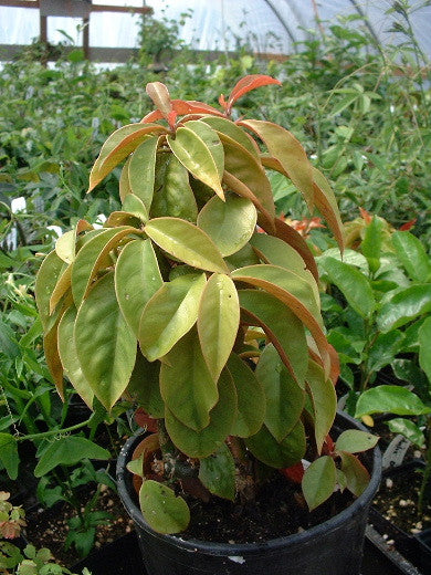 Pereskia 'Lime Glow' 4" pot