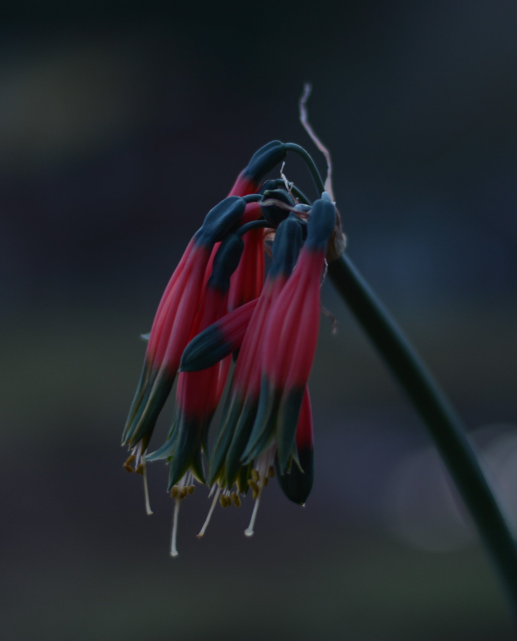 Phaedranassa carmiolii bloom size bulb