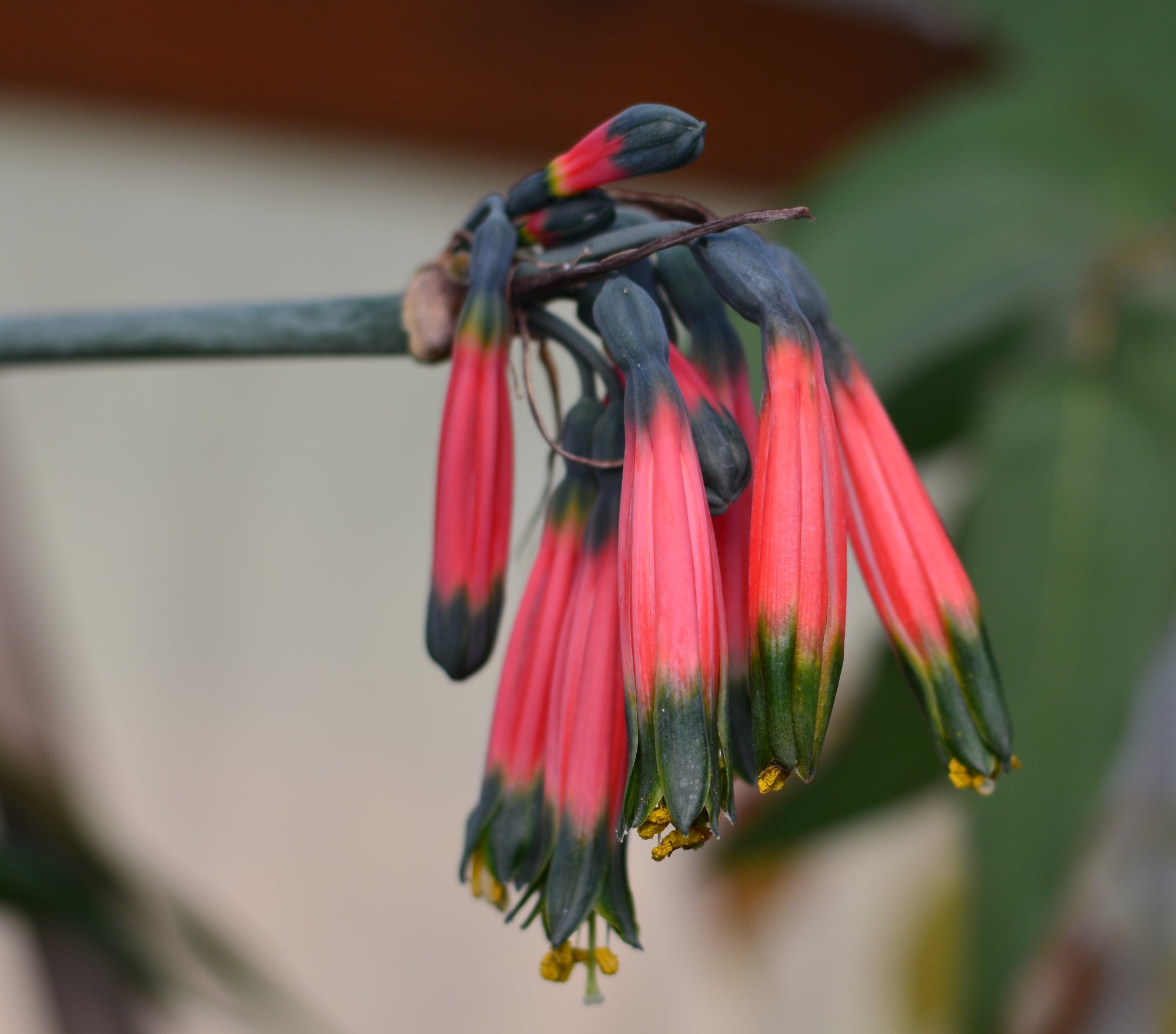 Phaedranassa carmiolii bloom size bulb