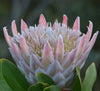 Protea cynaroides  4" pot