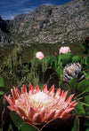 Protea cynaroides  4" pot