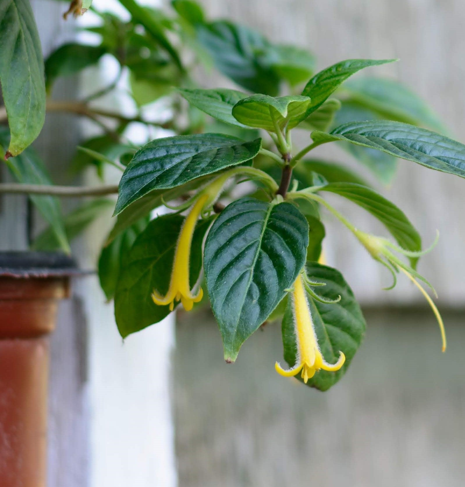 Pseudomiltemia filisepala 4" pot