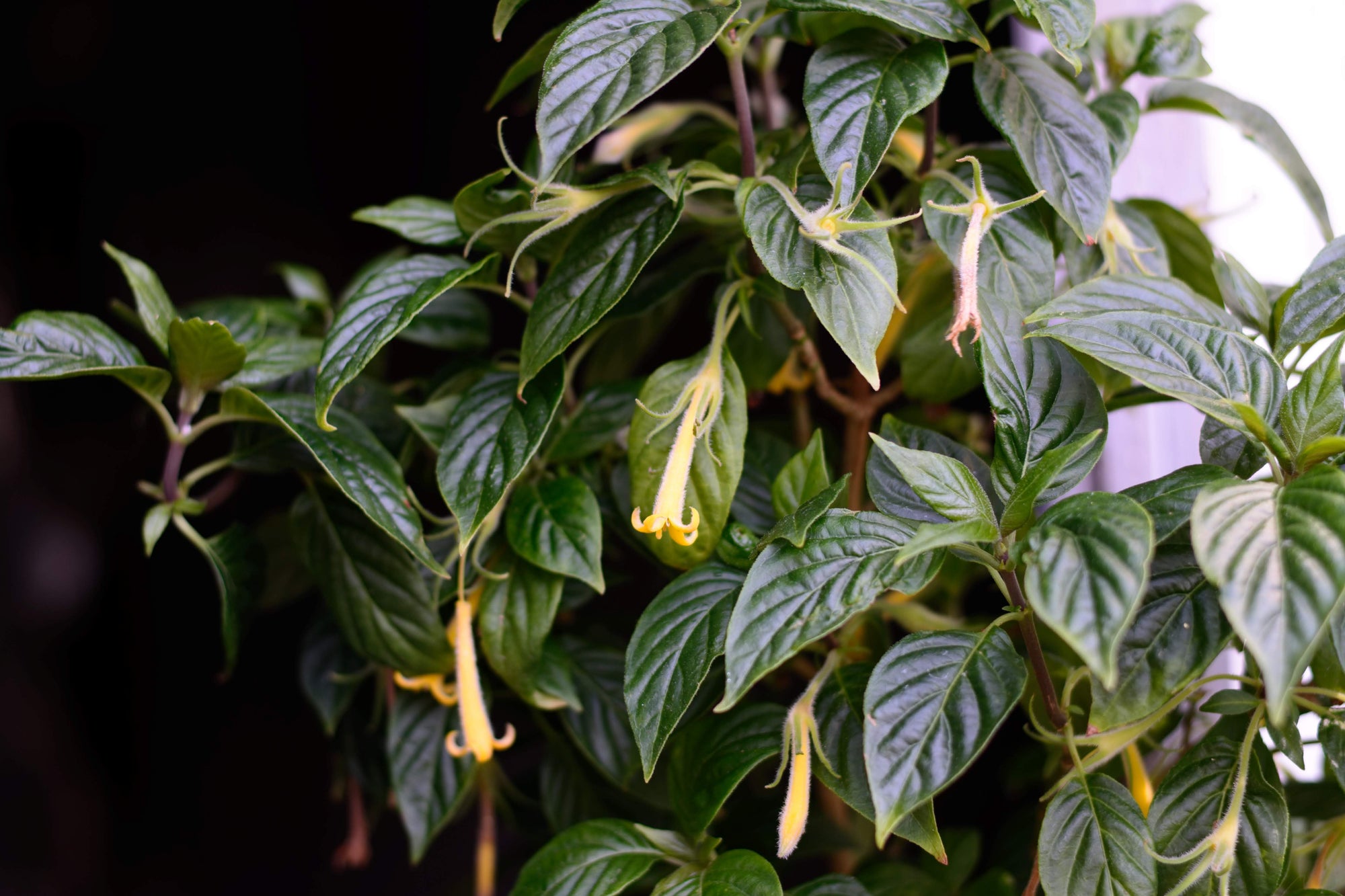 Pseudomiltemia filisepala 4" pot