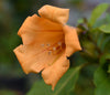 Solandra grandiflora 4" pot