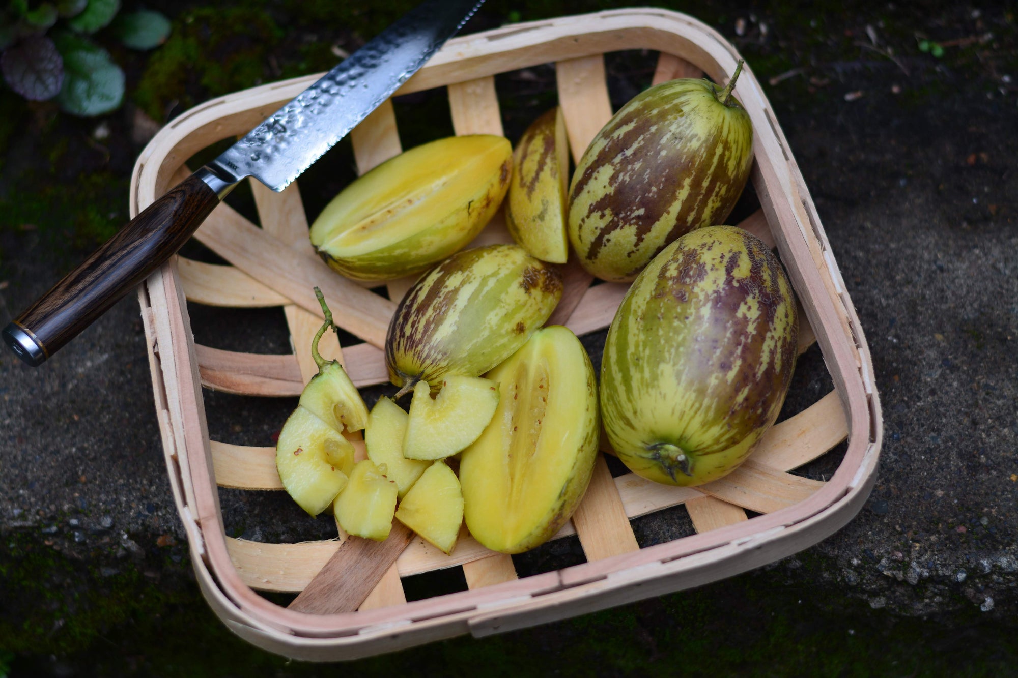 Solanum muricatum 'Kendall Gold' (Pepino Melon) 4" pot