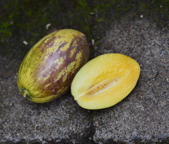 Solanum muricatum 'Kendall Gold' (Pepino Melon) 4" pot
