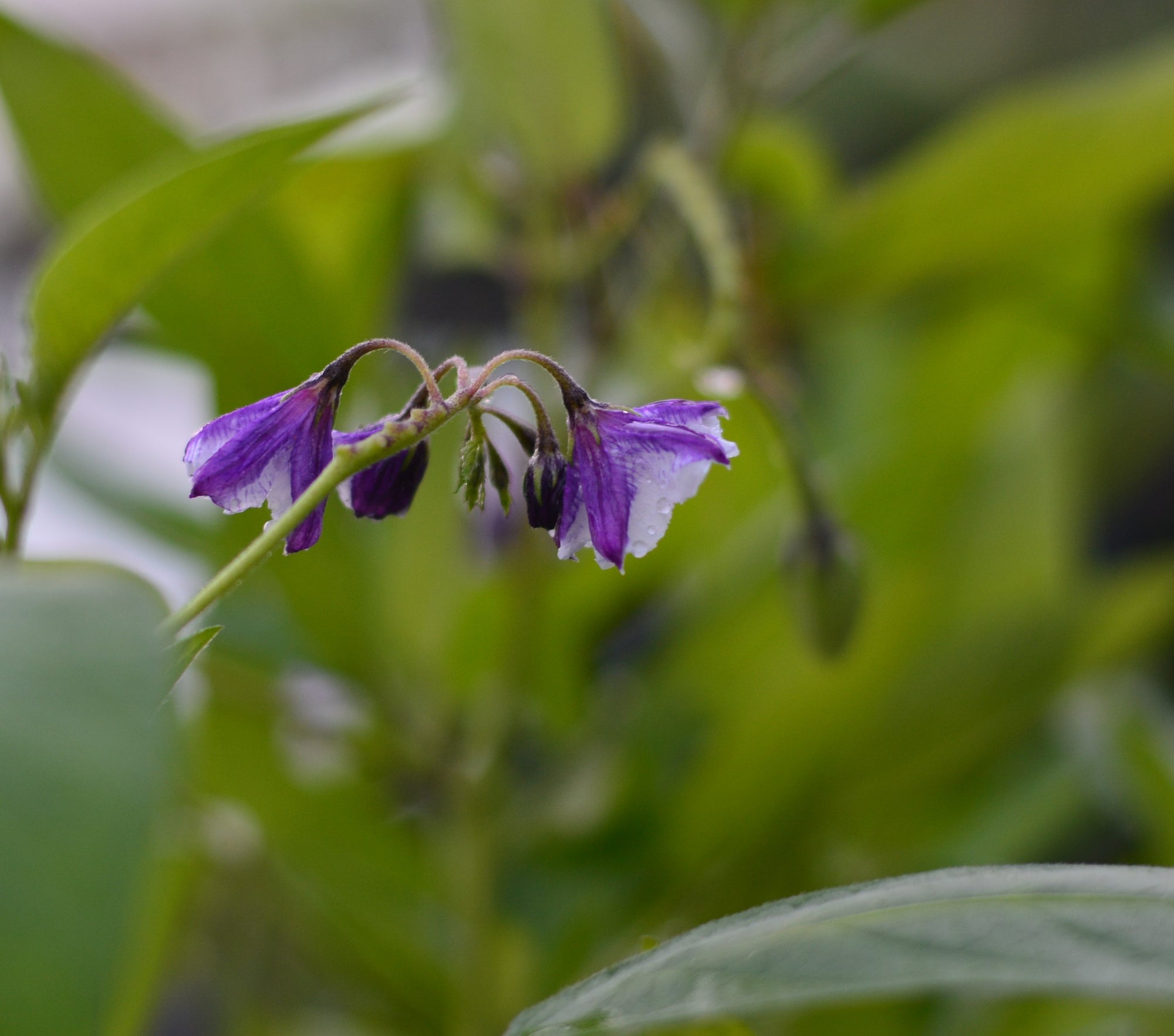 Solanum muricatum 'Kendall Gold' (Pepino Melon) 4" pot