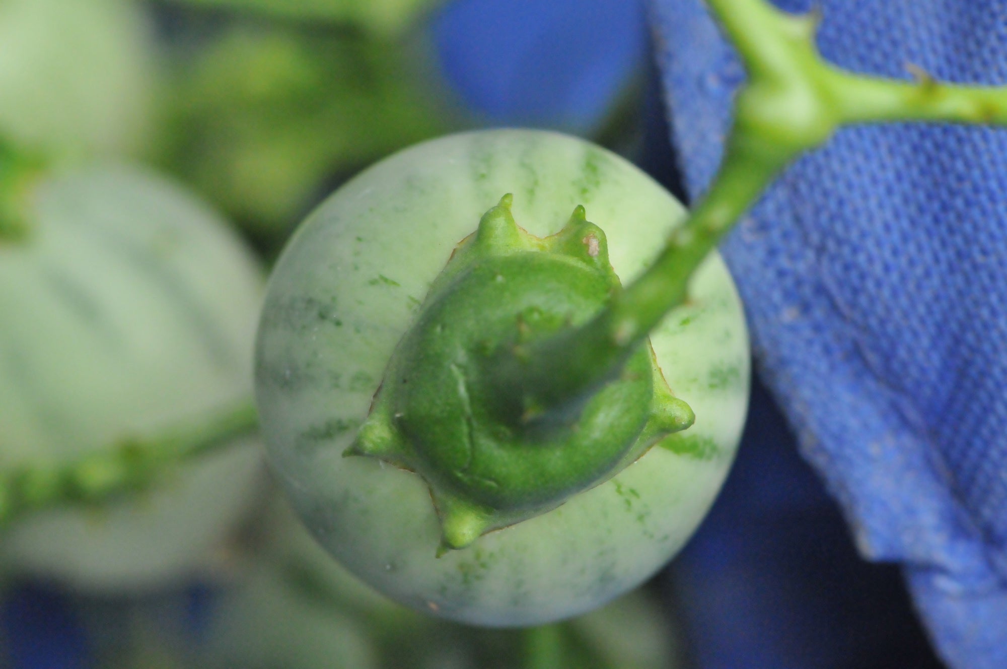 Solanum pachyandrum 4" pot