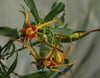 Strophanthus speciosus 4" pot
