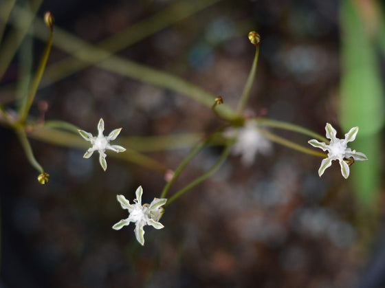 Strumaria discifera two bloom-size bulbs