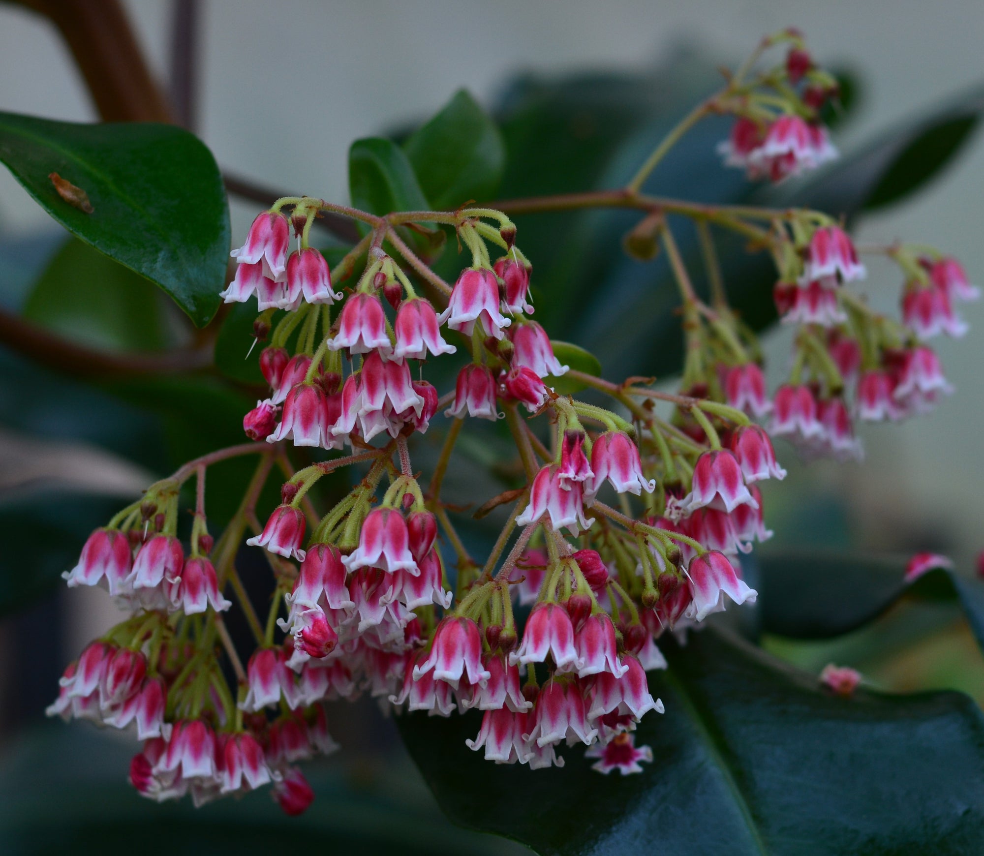 Synardisia venosa 4" pot