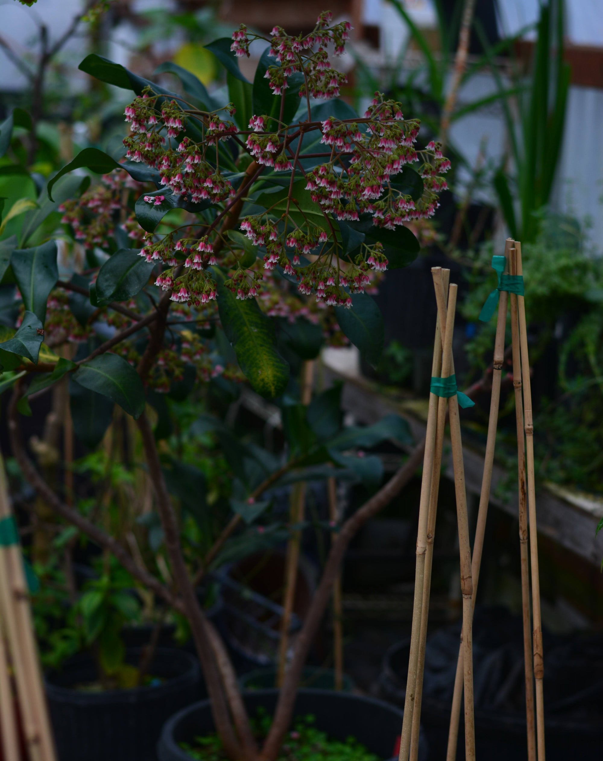 Synardisia venosa 4" pot