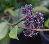 Hoya pubicalyx 'Royal Hawaiian Purple' 4" pot