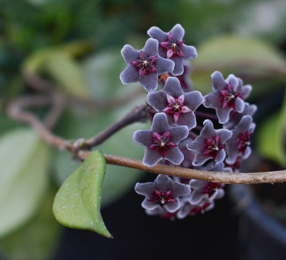 Hoya pubicalyx 'Royal Hawaiian Purple' 4" pot
