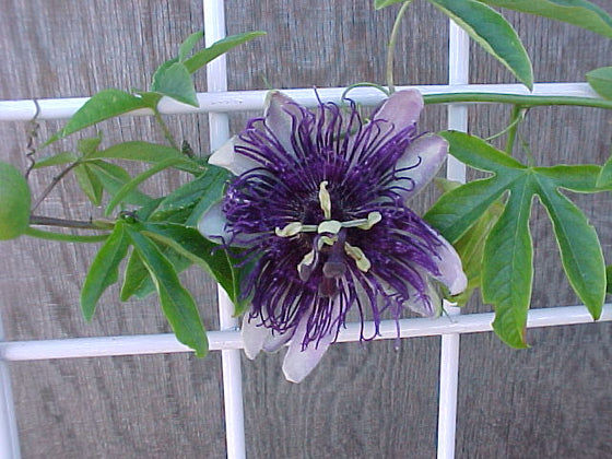 Passiflora 'Indigo Dream' 4" pot