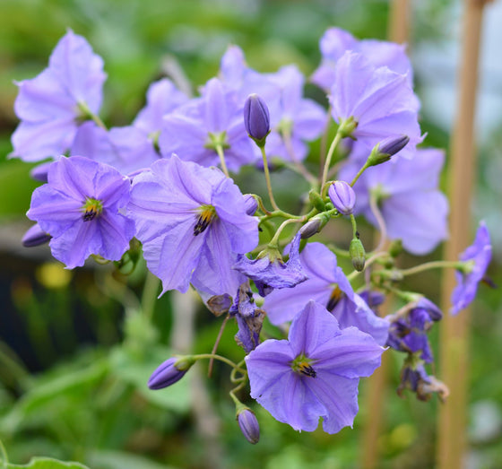 Solanum wendlandii 4" pot