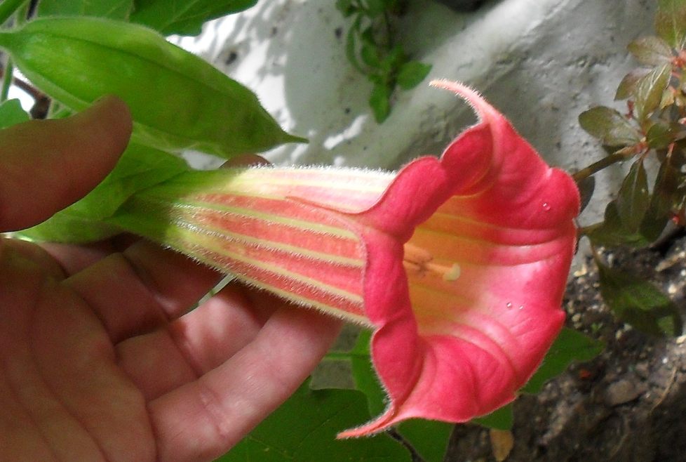 Brugmansia 'Suncrest Vulsa' 4" pot